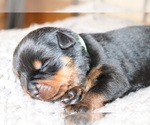 Small Photo #2 Rottweiler Puppy For Sale in FLAGSTAFF, AZ, USA