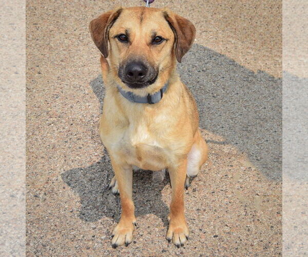 Medium Photo #3 Black Mouth Cur-German Shepherd Dog Mix Puppy For Sale in Huntley, IL, USA