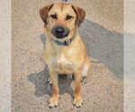 Small #2 Black Mouth Cur-German Shepherd Dog Mix