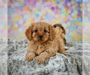 Cavapoo Puppy for sale in CANTON, OH, USA