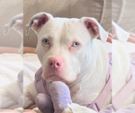 Small Photo #4 American Bulldog-Unknown Mix Puppy For Sale in Decatur, GA, USA