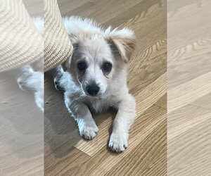 Marley - Male Colonial Cocker Spaniel-Pomeranian Mix Dog for Adoption - Photo #3