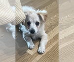 Small #2 Colonial Cocker Spaniel-Pomeranian Mix