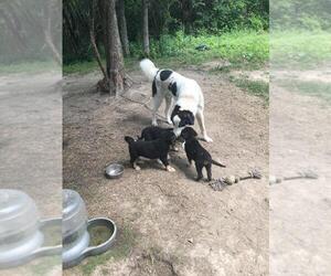 Father of the Anatolian Shepherd-German Shepherd Dog Mix puppies born on 08/13/2023