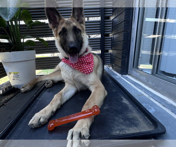 Medium Photo #1 German Shepherd Dog-Unknown Mix Puppy For Sale in McKinney, TX, USA