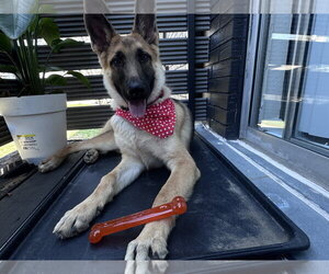 German Shepherd Dog-Unknown Mix Dogs for adoption in McKinney, TX, USA