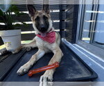 Small German Shepherd Dog Mix