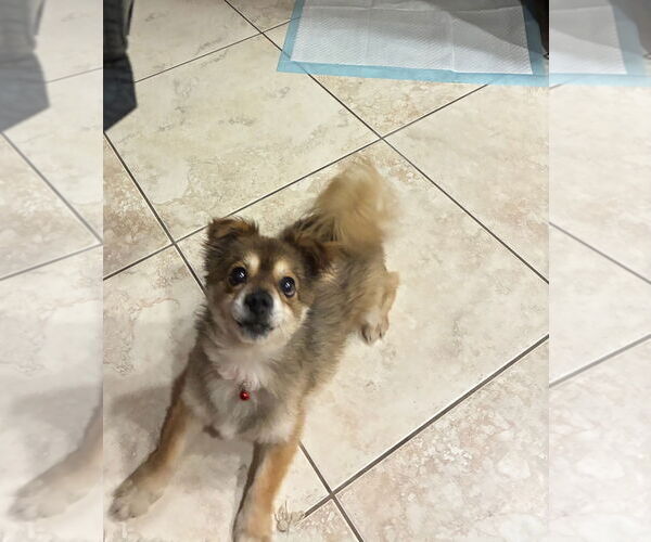 Medium Photo #3 Pomeranian-Unknown Mix Puppy For Sale in Woodland Hills, CA, USA