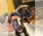 Small #2 Mutt