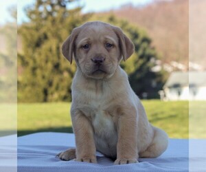 Labrador Retriever Puppy for sale in MORGANTOWN, PA, USA