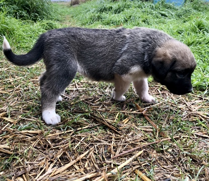 Medium Photo #6 Anatolian Shepherd-Great Pyrenees Mix Puppy For Sale in ROBSTOWN, TX, USA
