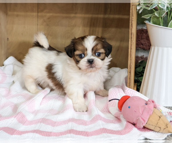 Medium Photo #4 Shih Tzu Puppy For Sale in SYRACUSE, IN, USA