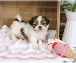 Jazzy - Female Shih Tzu Puppy for Sale - Photo #4