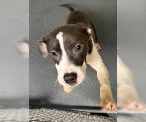 Medium Photo #1 Mutt Puppy For Sale in Glen Allen, VA, USA