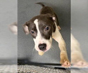 Mutt Dogs for adoption in Glen Allen, VA, USA