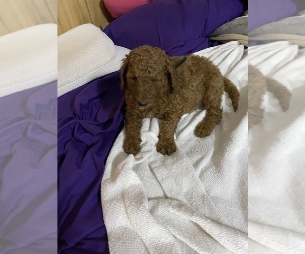 Medium Photo #15 Poodle (Standard) Puppy For Sale in BARTLETT, TX, USA