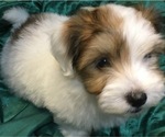 Small Photo #4 Havanese Puppy For Sale in FENTON, MO, USA