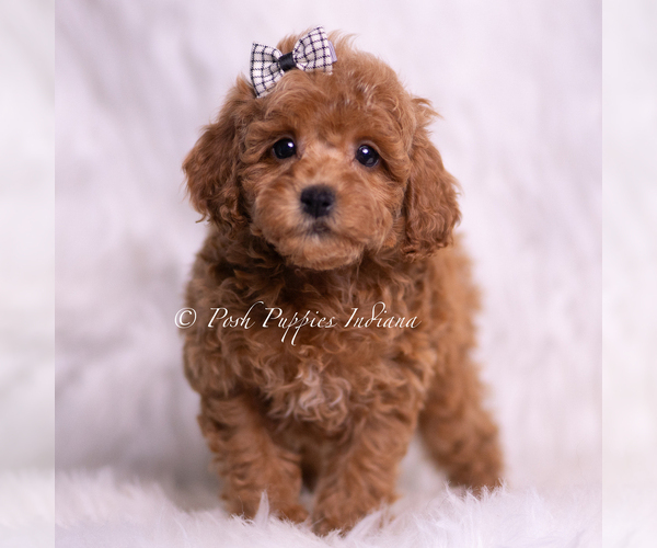 Medium Photo #2 Poodle (Miniature) Puppy For Sale in WARSAW, IN, USA