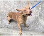 Small #1 Chihuahua Mix