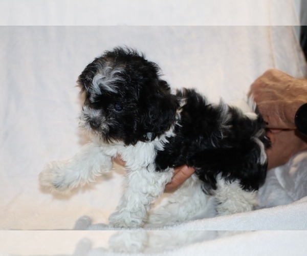 Medium Photo #28 ShihPoo Puppy For Sale in DYERSBURG, TN, USA