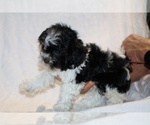 Small #27 ShihPoo