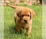 Small #2 Labrador Retriever