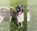 Small #2 Huskies  Mix