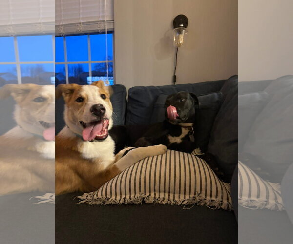 Medium Photo #14 Australian Shepherd-Unknown Mix Puppy For Sale in Germantown, OH, USA