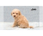 Small Photo #3 Poodle (Miniature) Puppy For Sale in EVART, MI, USA