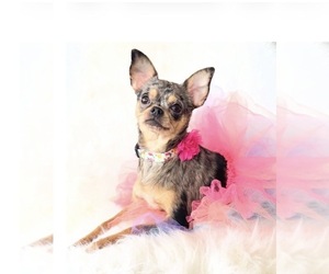 Chihuahua Puppy for sale in SACRAMENTO, CA, USA