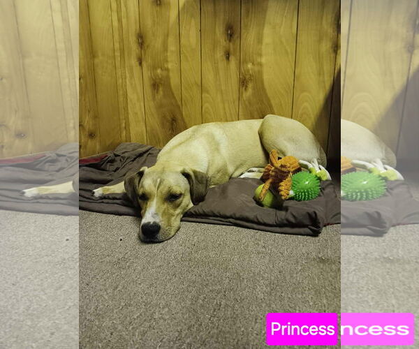 Medium Photo #3 Catahoula Leopard Dog-Labrador Retriever Mix Puppy For Sale in Farmerville, LA, USA