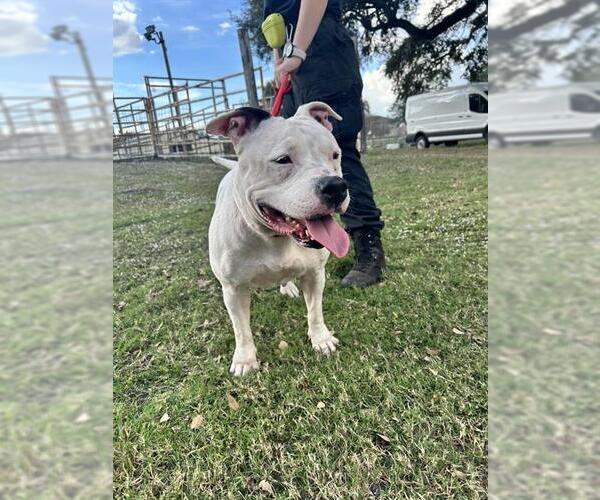 Medium Photo #1 Mutt Puppy For Sale in St. Cloud, FL, USA