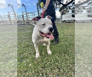 Mutt Dogs for adoption in St. Cloud, FL, USA