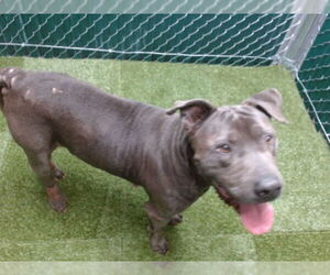 Medium American Pit Bull Terrier