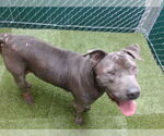 Small American Pit Bull Terrier