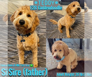 Father of the Goldendoodle (Miniature) puppies born on 05/20/2023