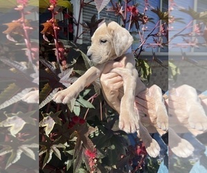 Great Dane Puppy for sale in IDAHO FALLS, ID, USA