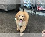 Small #1 Poodle (Toy)