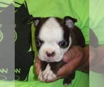 Small Photo #1 Boston Terrier Puppy For Sale in MULINO, OR, USA