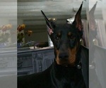Small #11 Doberman Pinscher