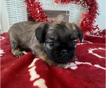 Small Photo #2 Brussels Griffon Puppy For Sale in BROOKS, GA, USA