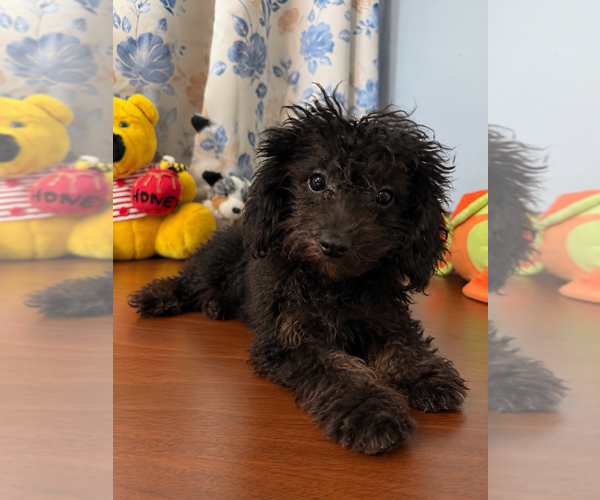 Medium Photo #9 Yorkipoo Puppy For Sale in DURHAM, CT, USA