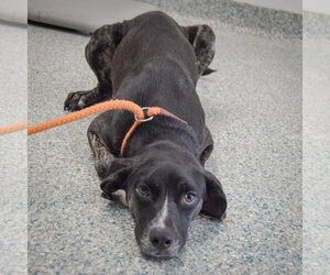 Julez - Female Coonhound-Unknown Mix Dog for Adoption - Photo #5