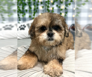Shih-Poo Puppy for Sale in MARIETTA, Georgia USA