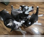 Small #13 Siberian Husky