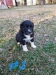Small Photo #6 Great Pyredane Puppy For Sale in WOODVILLE, AL, USA