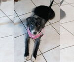 Small #1 Mutt