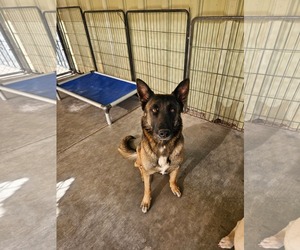 Mutt Dogs for adoption in El Centro, CA, USA