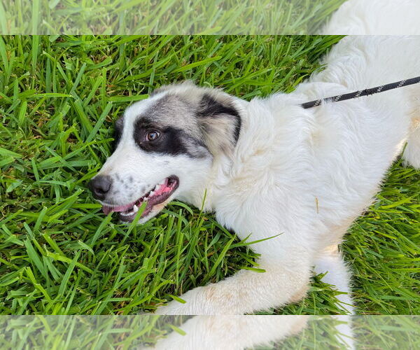 Medium Photo #10 Great Pyrenees Puppy For Sale in Spring, TX, USA