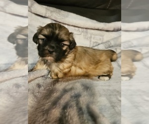 Shih Tzu Puppy for sale in PORT RICHEY, FL, USA